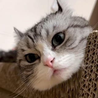 CATPON